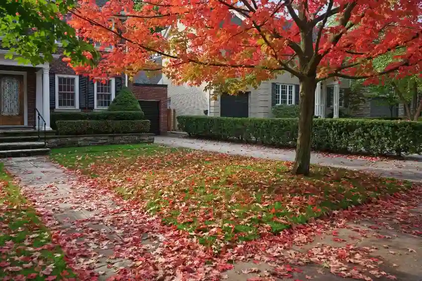 Seasonal yard cleanup