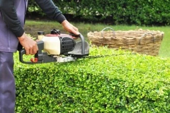 Professional bush and tree trimming