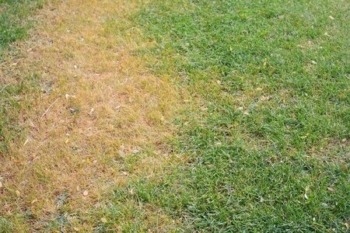 lawn disease