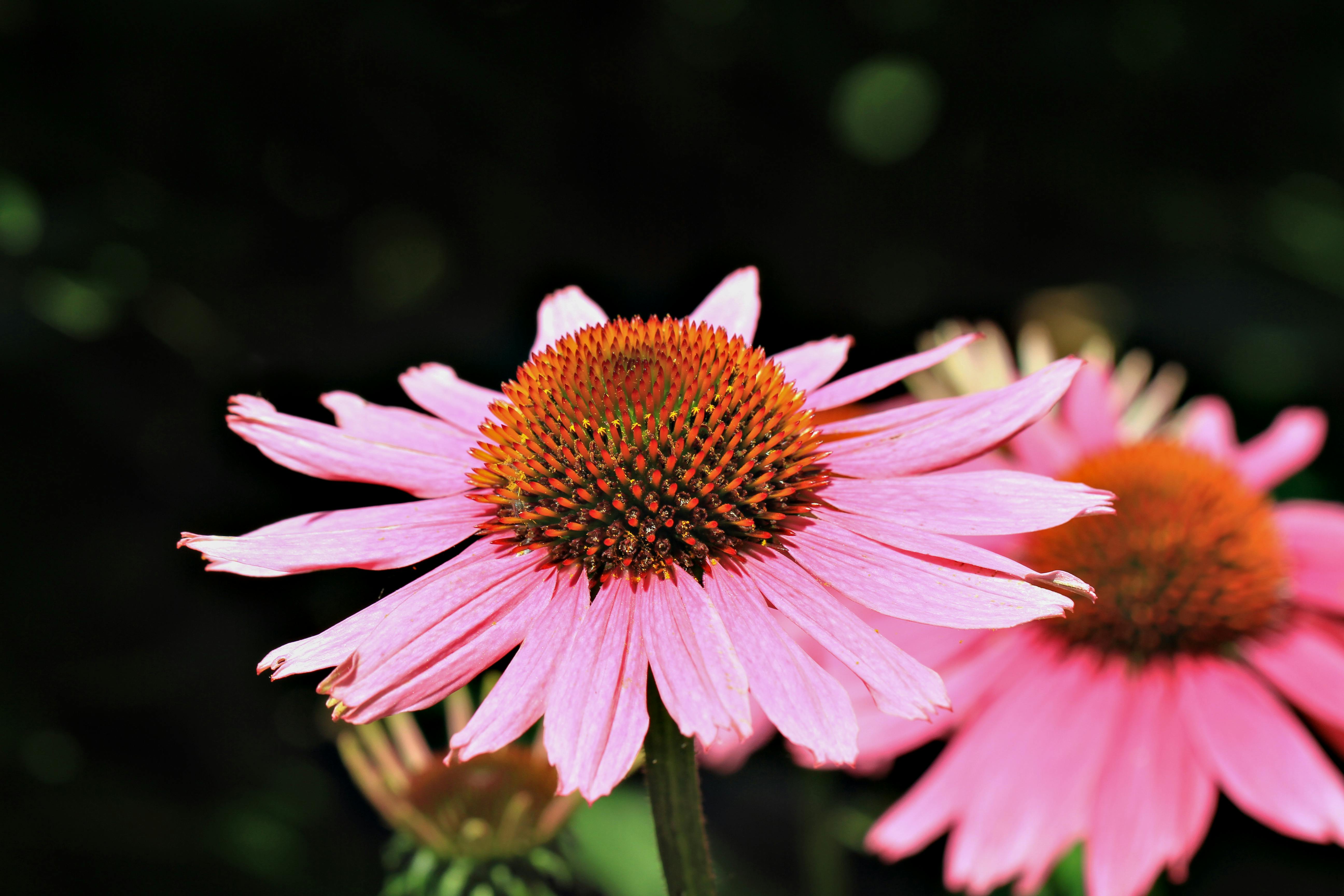 coneflowers