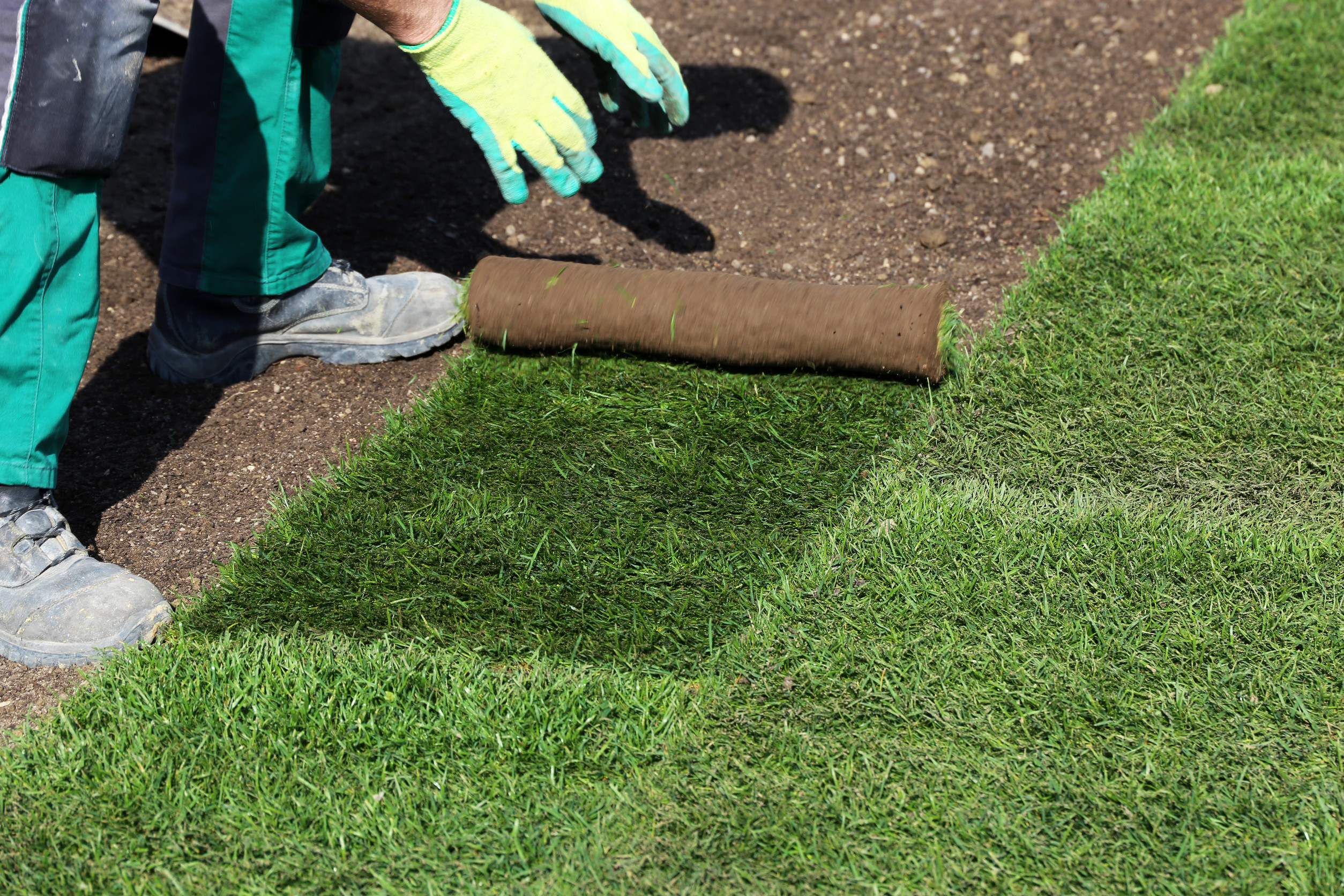 How Long for Sod to Take Root?