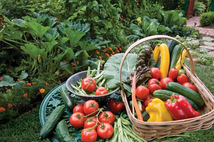 When To Plant Fall Vegetables?- Planning Your Veggie Garden