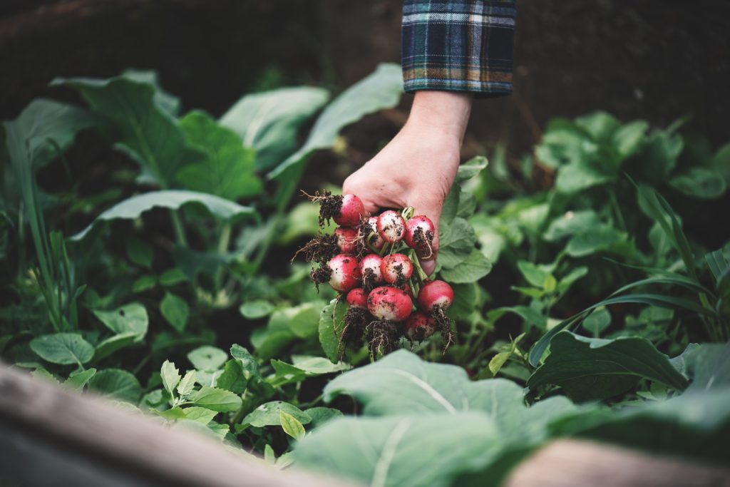 Organic Gardening Ideas To Maximize Your Garden's Potential