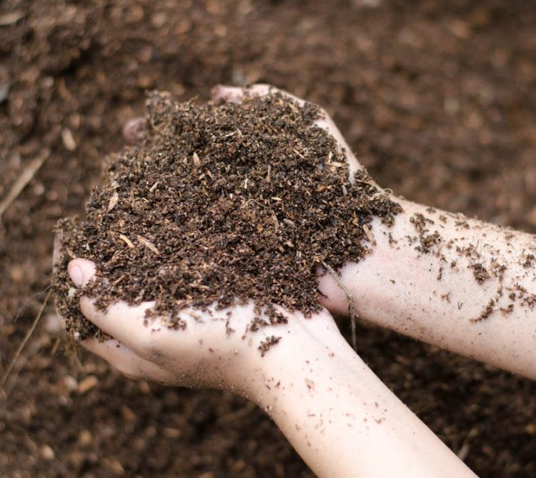 How to Prepare Soil for Planting Tomatoes