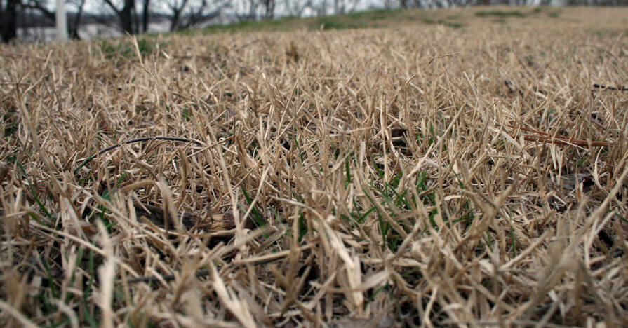 Summer Lawn Care for Texas Heat - JCs Landscaping