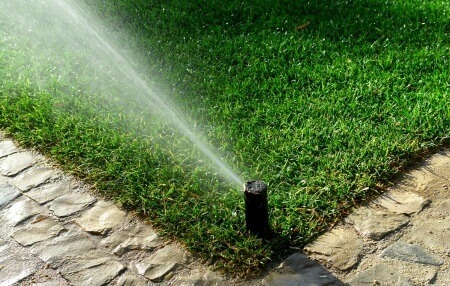 Summer Watering and Fertilization