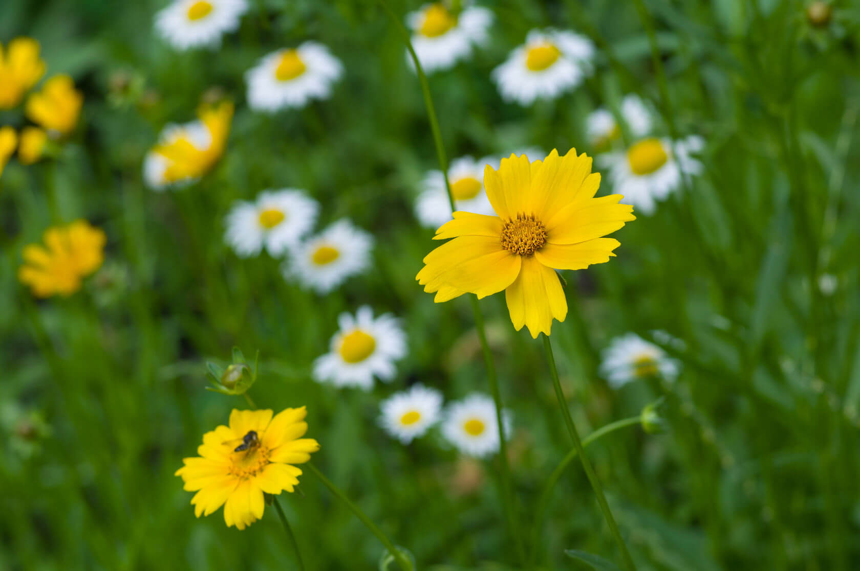 Deadheading Coreopsis: How & When to Prune