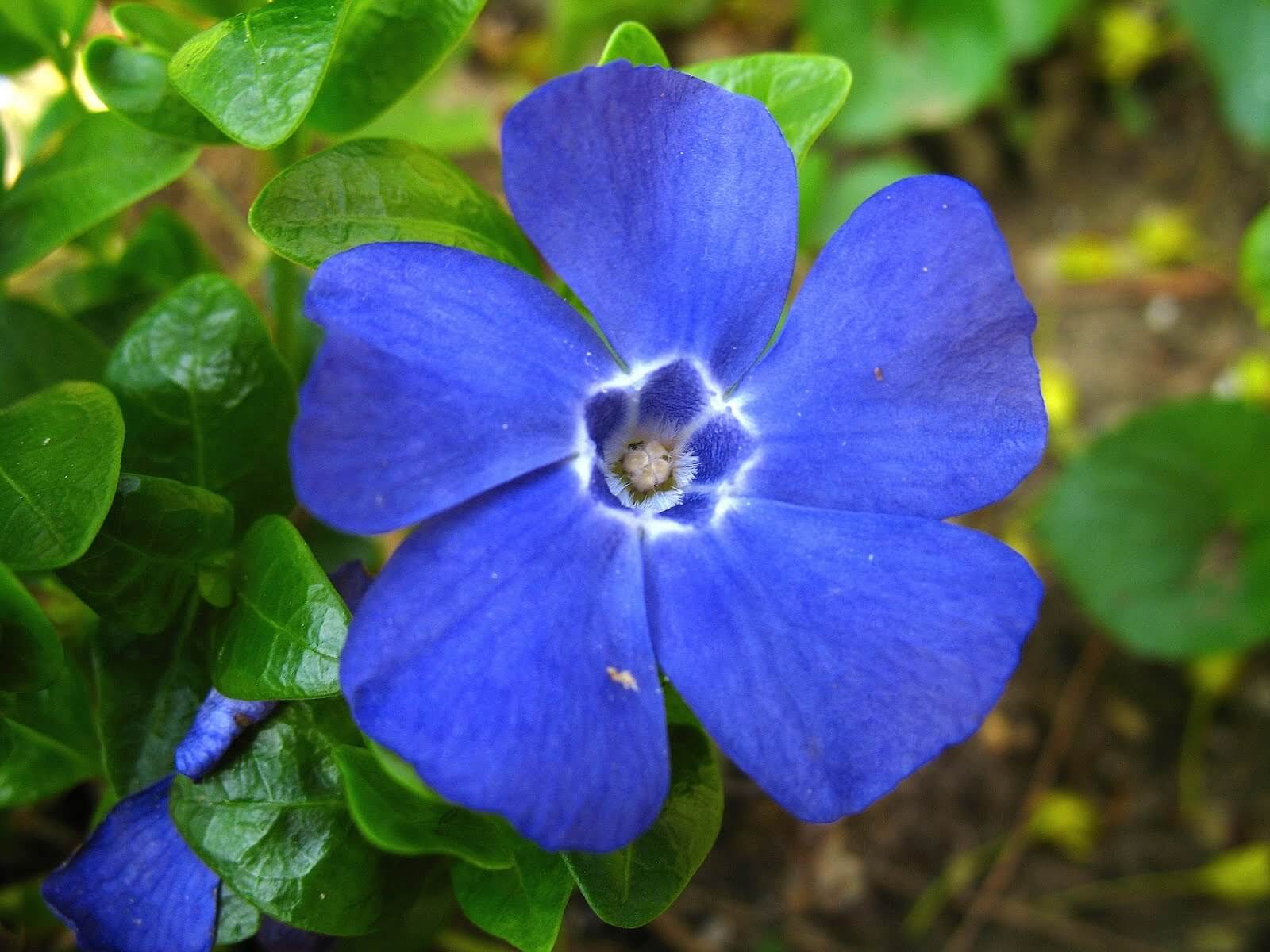 How to Grow Periwinkle Plants- Helpful Tips