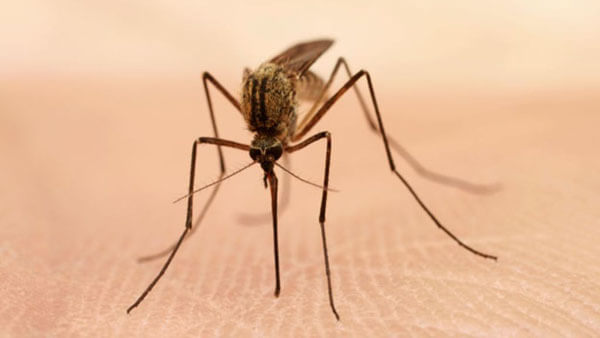 How to Have a Mosquito Free Pond - Stop breeding Mosquitoes