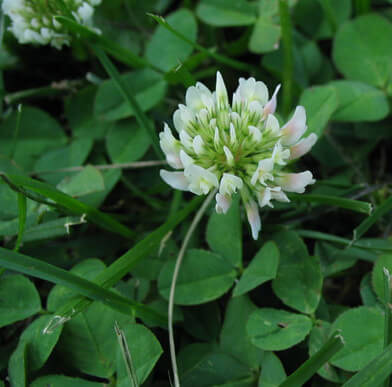How to Get Rid of White Clover in My Lawn | Smart Solutions