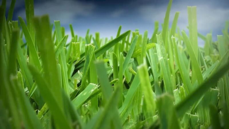 Best Grass Fertilizing Tips - Fertilization Techniques