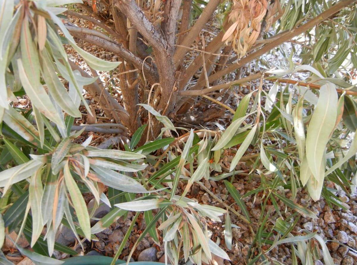 Winter and Frost Damaged Plants - JCs Landscaping LLC