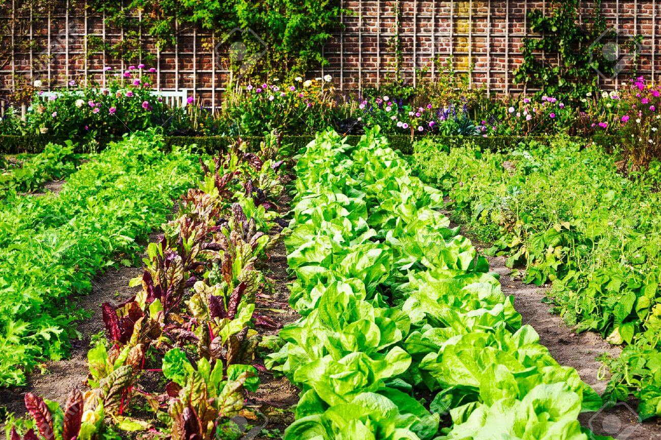Growing Spring Vegetables in Texas