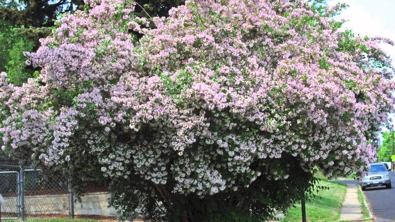 Heat Tolerant Shrubs - Top 10 Surviving Shrubs in Dry Climates