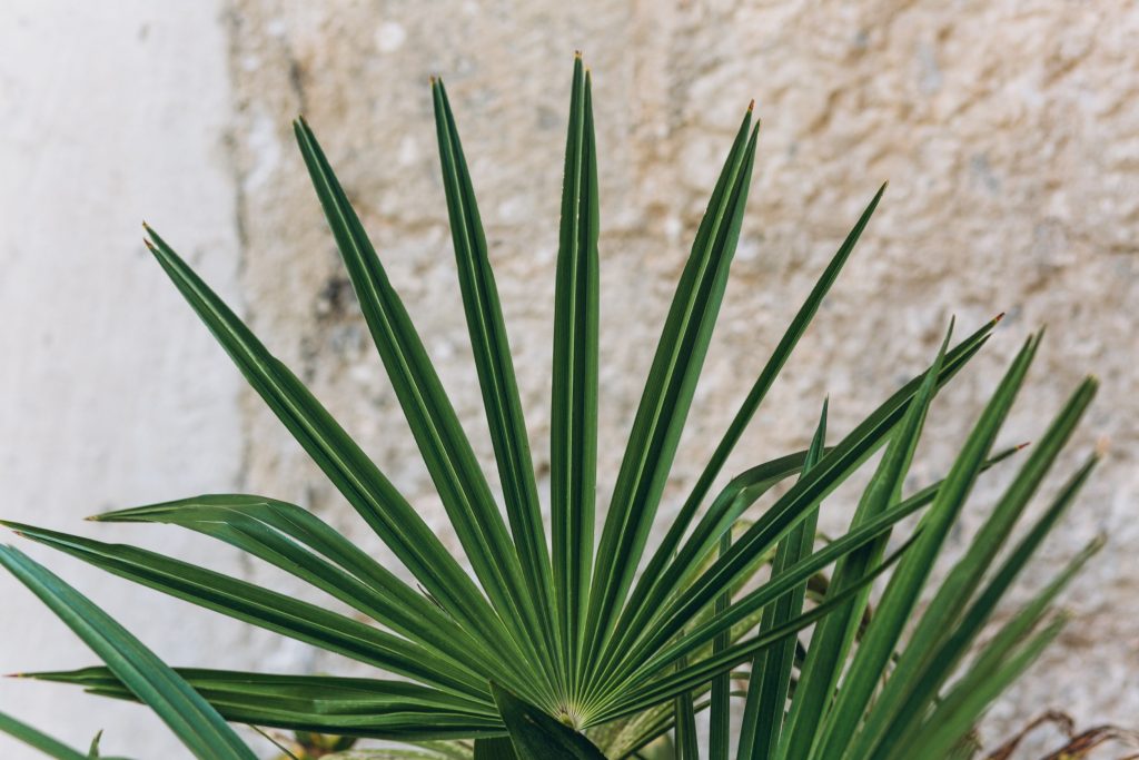 Landscaping With Yuccas - Drought Resistant Plants For Gardens