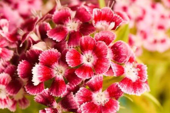 Best Winter Flowers for North Texas