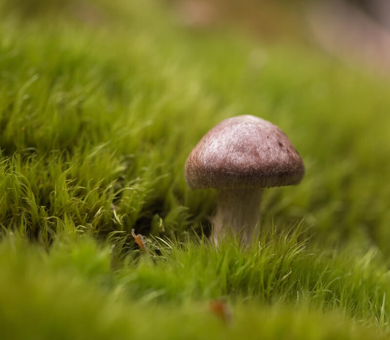 How To Kill Mushrooms In Lawn - Prevent Lawn Mushrooms