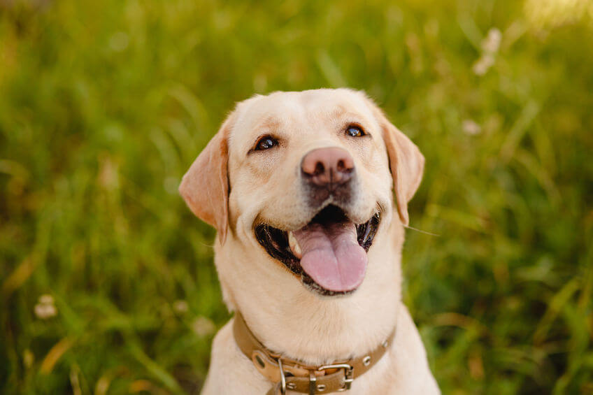 Dogscaping Your Backyard - Dog Friendly Landscape Design