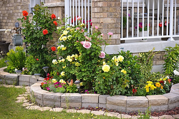 Best Shade Loving Flower Plants