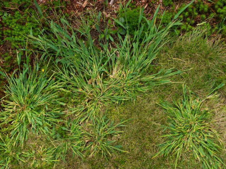 Which Weeds are Controlled with Pre-Emegents