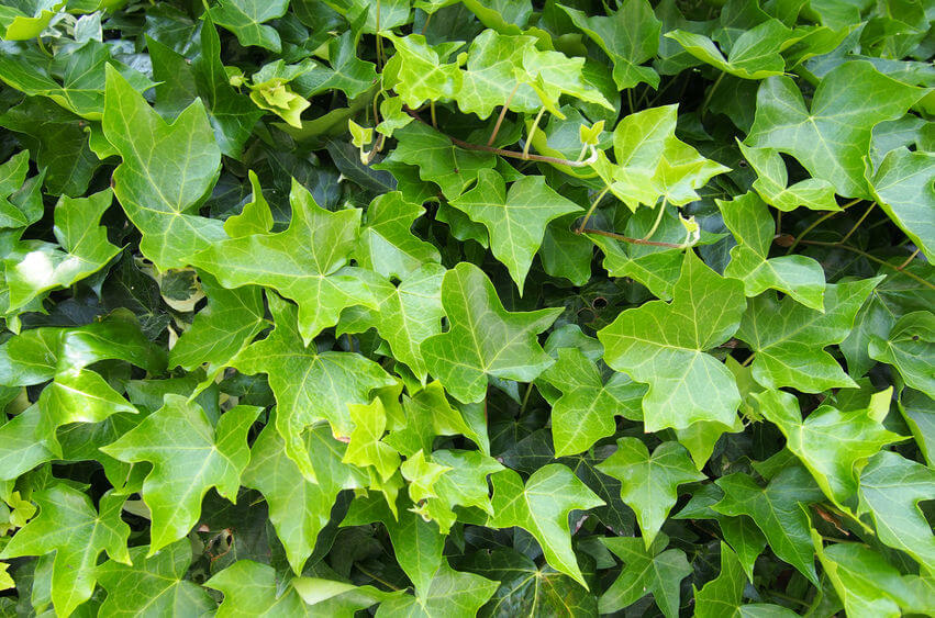 Gorgeous Ground Cover Plants to Enhance Your Yard