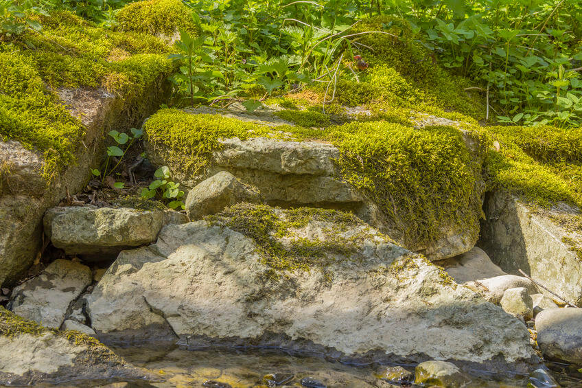 How to Grow Moss as a Ground Cover