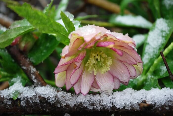 Texas Lawn Care in Winter | Seasonal Tips for a Healthy Lawn