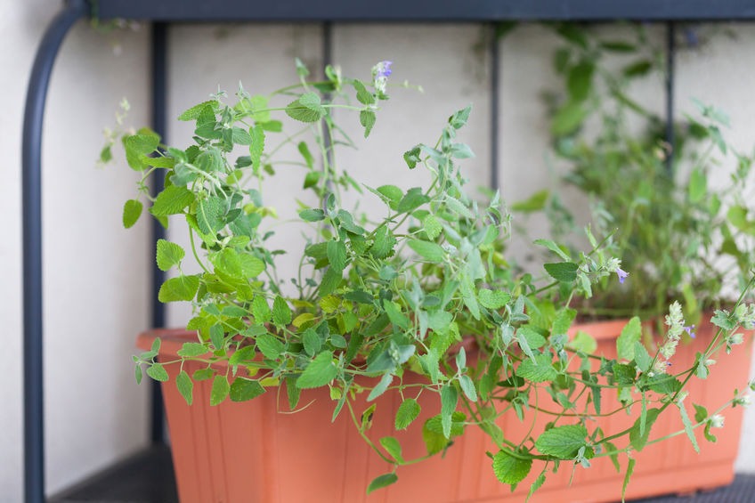 Winter Herbs to Plant in the Shade