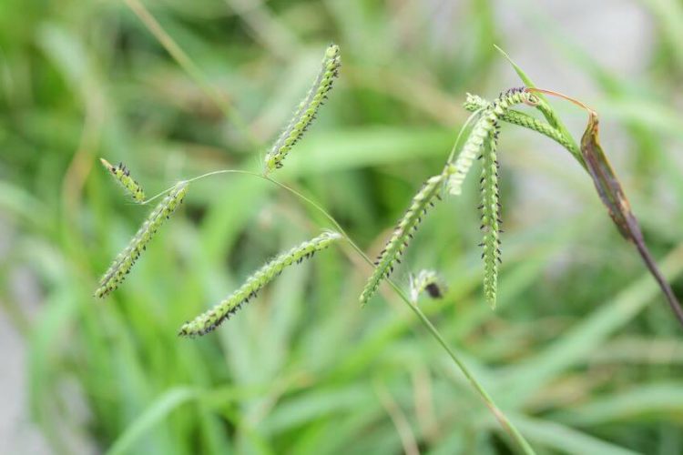 Common Weeds Found in North Texas and How to Control Them