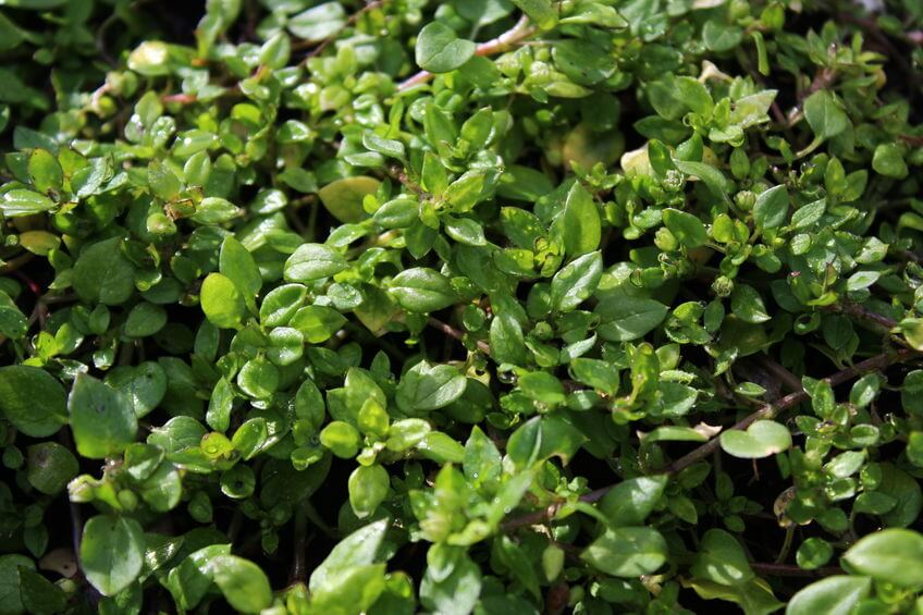 Do Weeds Die in Winter or Come Back Stronger?