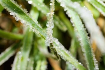 How Often Should You Mow Your Lawn in Winter?