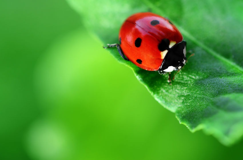 Garden Insects: The Good and Bad