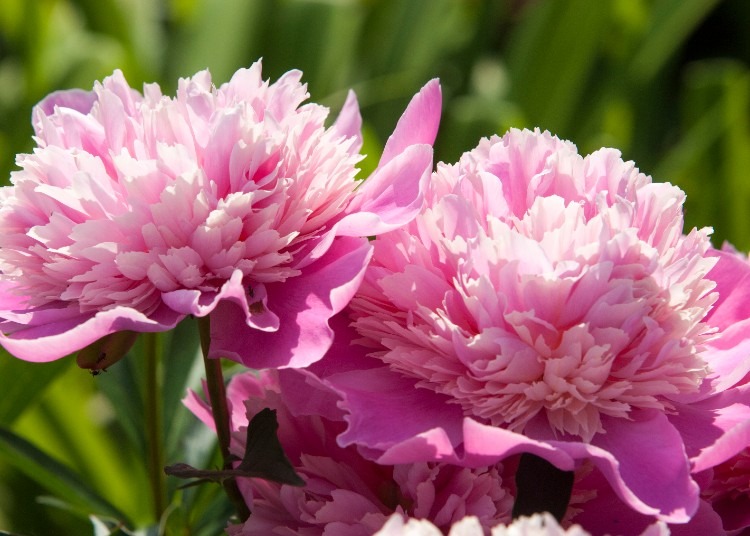 7 Best Summer Flowers for Dallas