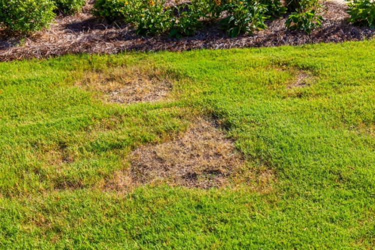 Turf Necrotic Ring Spot Lawn Disease