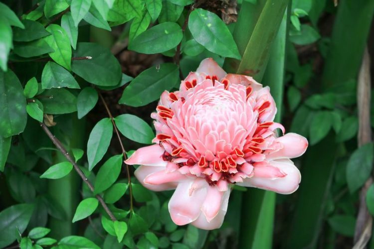 Perennials to Plant in the Fall: Zone 8