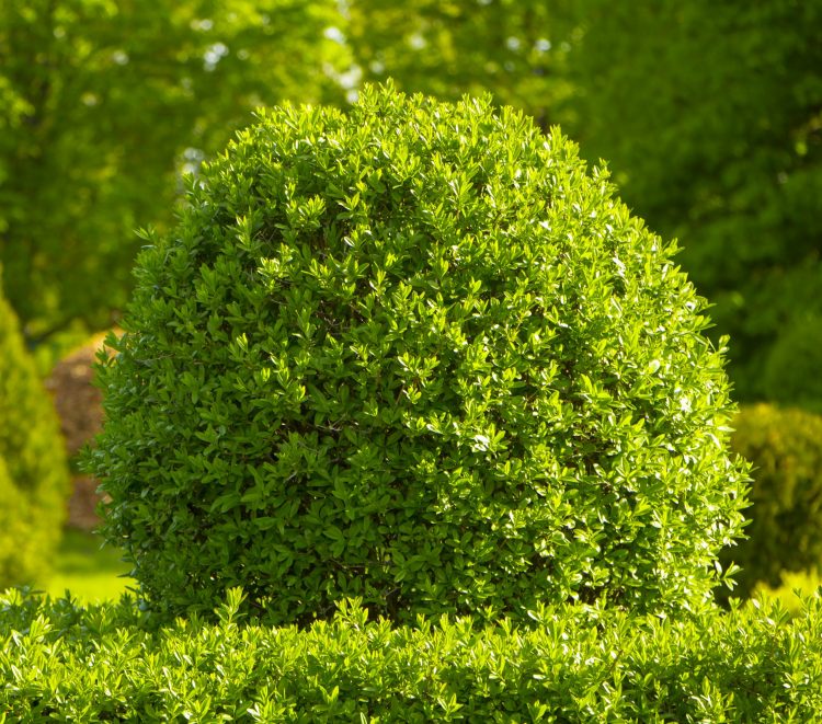 Best Time to Plant Shrubs in North Texas