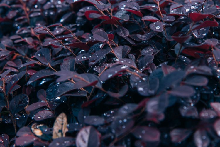 Winter Hardy Container Plants for North Texas Patios & Yards