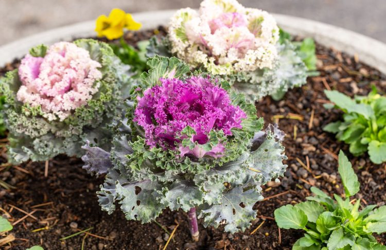 Texas Gardening: What to Plant in Fall