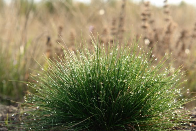 Fescue Vs. Ryegrass- Learn about the Different Types