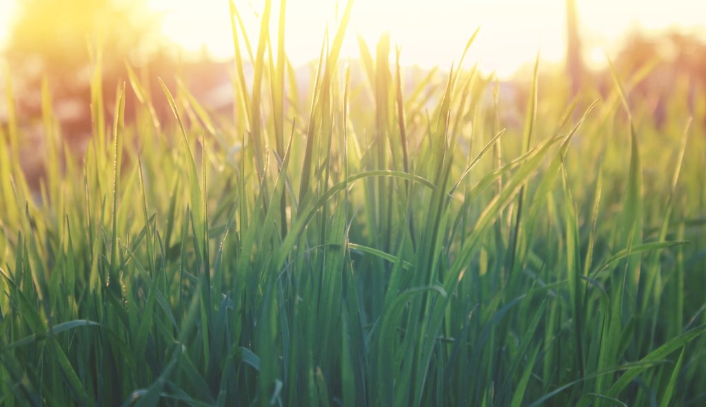 Warm Season vs. Cool Season Grasses