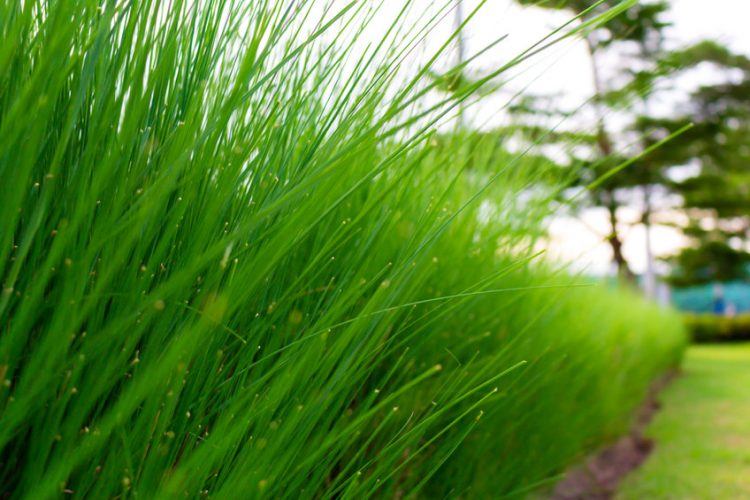 Weed Control for Bermuda Grass