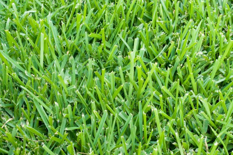 How to Repair St. Augustine Grass: A Step-by-Step Guide