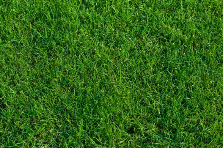 Best Time to Install Bermuda Sod in North Texas- Tips for Success