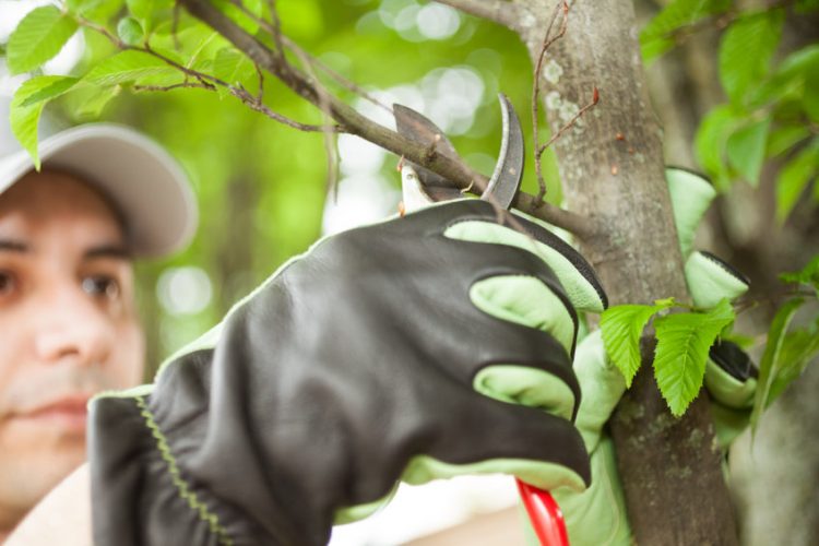 Prune Texas Shrubs in Winter- Why Winter is Ideal
