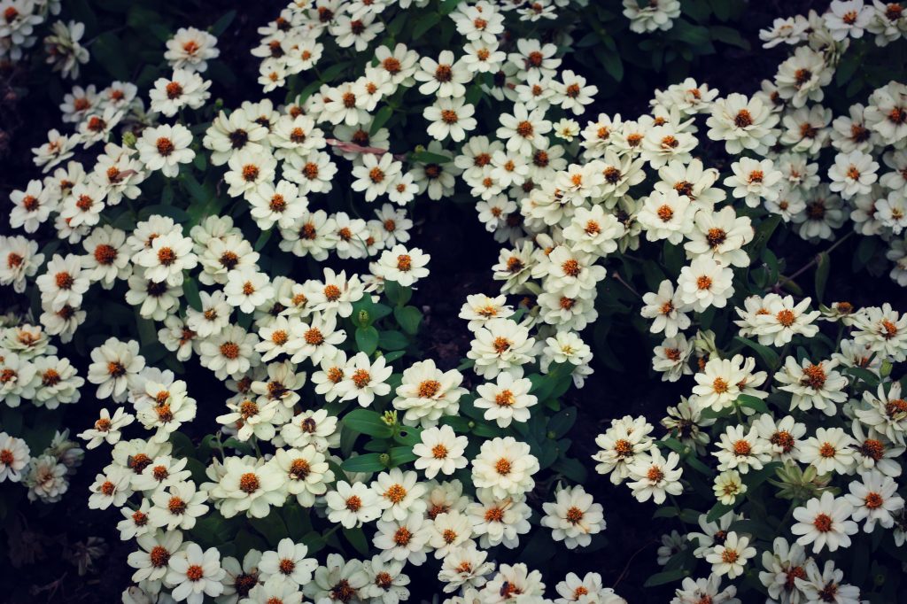 The best plants to choose for a hardy landscape