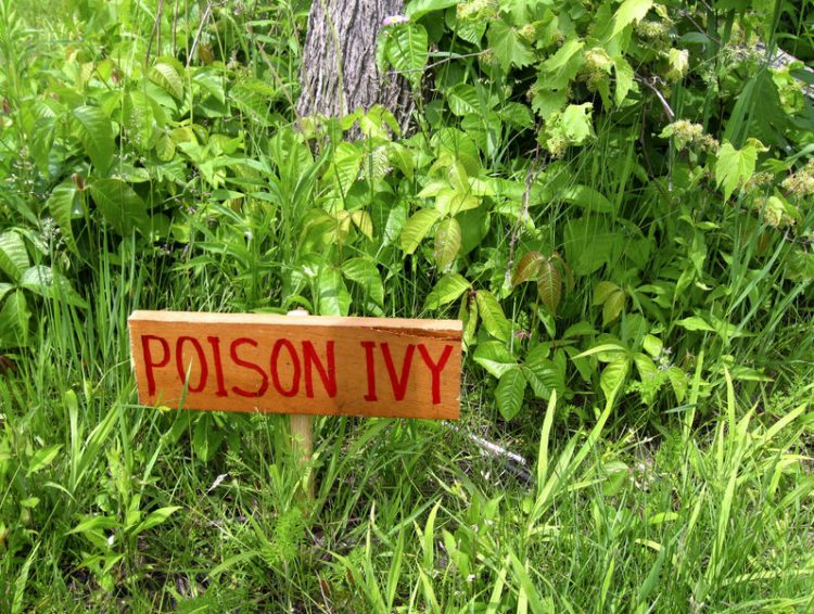 Best Ways to Get Rid of Poison Ivy