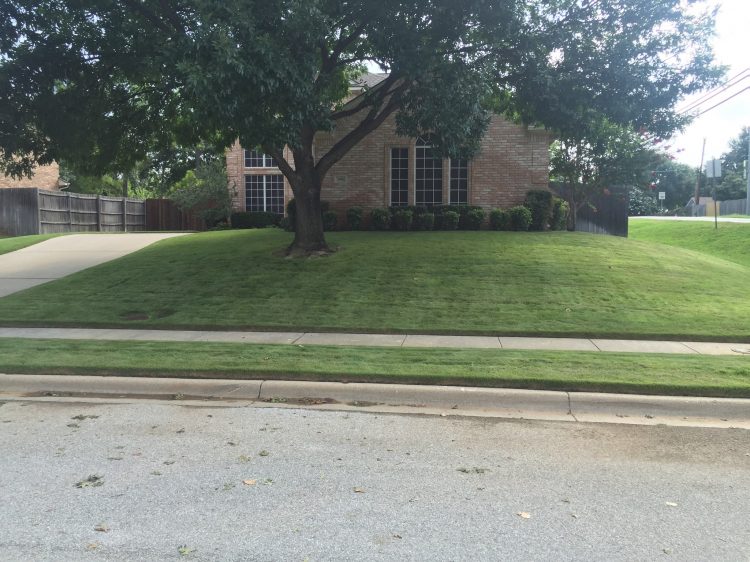 What Type of Grass Grows Well in Sun and Shade?