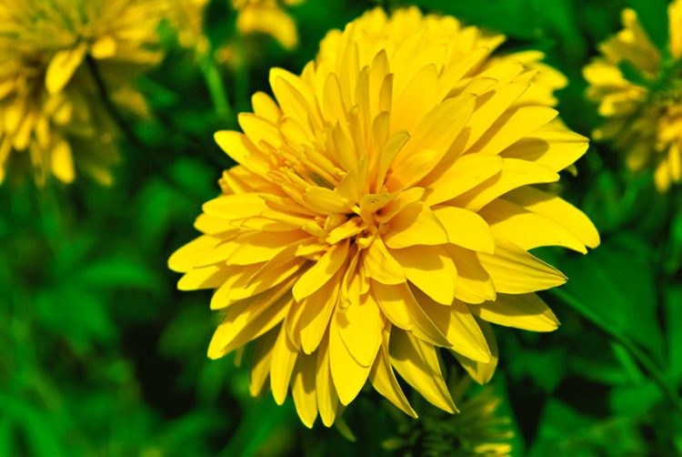 Will Weed Killer Kill Flowers?