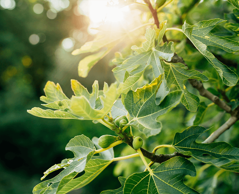 How to Fertilize Fig Trees- Tips for Optimal Growth