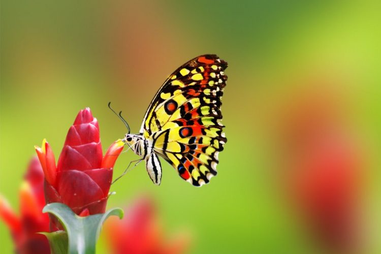 what attracts butterflies to your garden